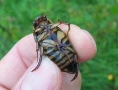 Dytiscus circumflexus