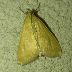 Sitochroa verticalis