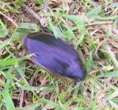 Dytiscus circumflexus