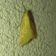 Sitochroa verticalis