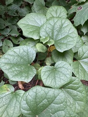 Menispermum canadense