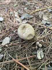 Lycoperdon perlatum