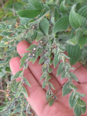 Lithospermum parviflorum
