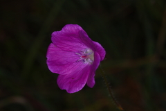 Geranium sanguineum