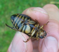 Dytiscus circumflexus