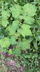 Vitis riparia