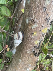 Orthalicus floridensis