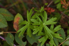 Geranium sanguineum