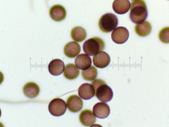 Diderma umbilicatum