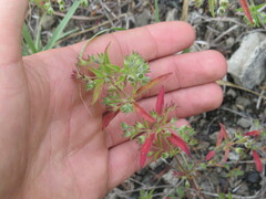 Trichostema brachiatum