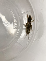 Neocurtilla hexadactyla