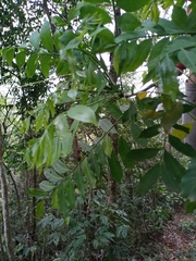 Cabralea canjerana