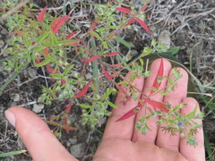 Trichostema brachiatum