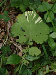 Geum macrophyllum