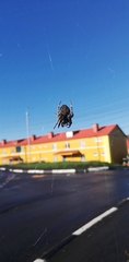 Araneus angulatus