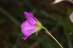 Geranium sanguineum