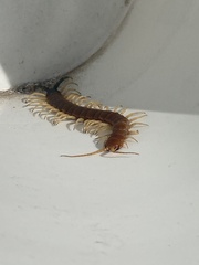Scolopendra heros