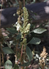 Amaranthus powellii