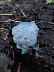 Tremella mesenterica