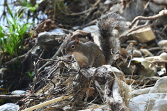 Sciurus alleni
