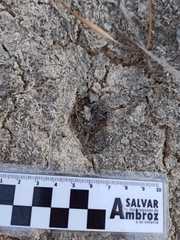 Lagomorpha
