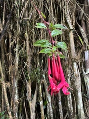 Fuchsia petiolaris