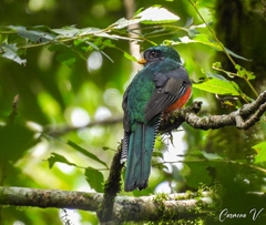 Trogon collaris