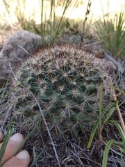 Pediocactus simpsonii