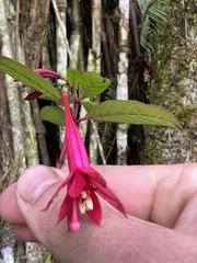 Fuchsia petiolaris