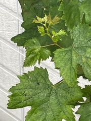 Vitis vinifera