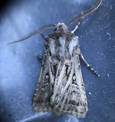 Agrotis gladiaria