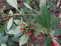 Psychotria carthagenensis