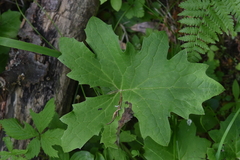 Petasites frigidus