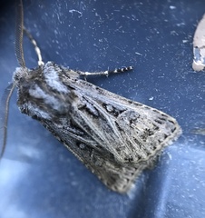 Agrotis gladiaria