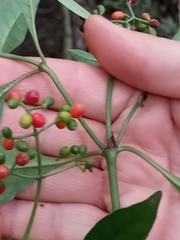 Psychotria carthagenensis