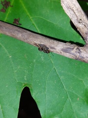 Lasius aphidicola