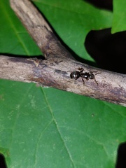 Lasius aphidicola