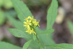 Solidago curtisii