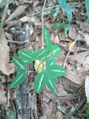 Decaloba