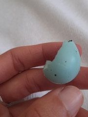 Turdus philomelos clarkei