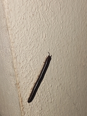 Cylindroiulus caeruleocinctus