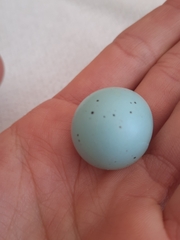 Turdus philomelos clarkei