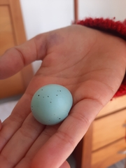 Turdus philomelos clarkei