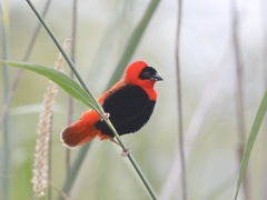 Euplectes franciscanus