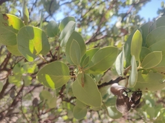 Arctostaphylos viscida mariposa