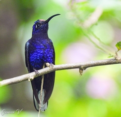 Campylopterus hemileucurus