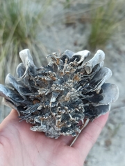 Pinus pinea