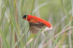 Euplectes franciscanus