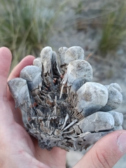 Pinus pinea