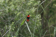 Euplectes franciscanus